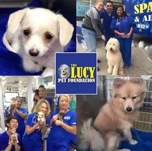 Dog breeder The Lucy Pet Foundation Ventura