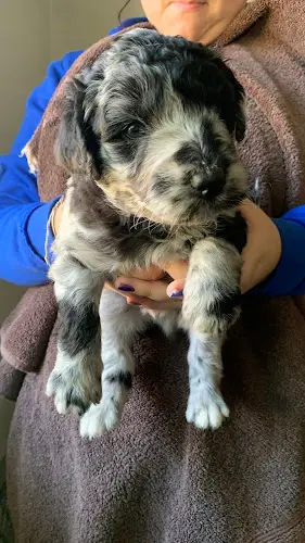 Dog breeder Annie's Aussies Doodles & Poodles Bakersfield