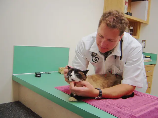 Pet vet VCA McKenzie Animal Hospital Eugene