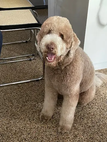 Dog Grooming Grub & Groom Burbank