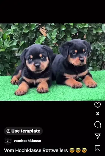 Dog breeder Vom HochKlasse Rottweilers Victorville