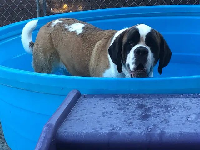Dog day care center Delta Dog Camp LLC Antioch