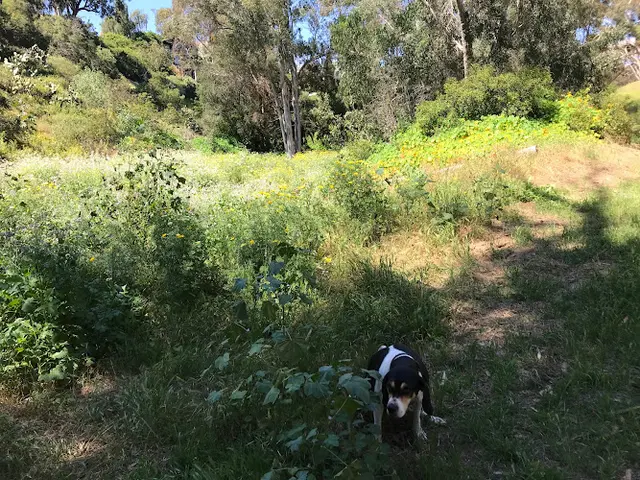 Dog Park Maple Canyon San Diego