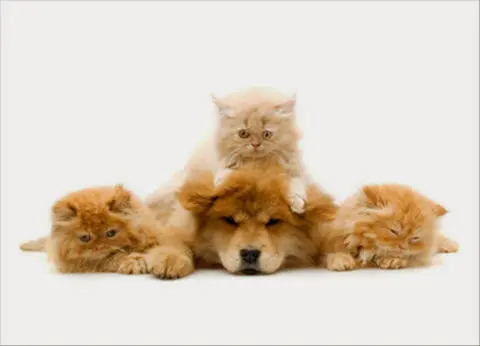 Dog day care center Baseline Animal Pet Boarding & Grooming Rancho Cucamonga