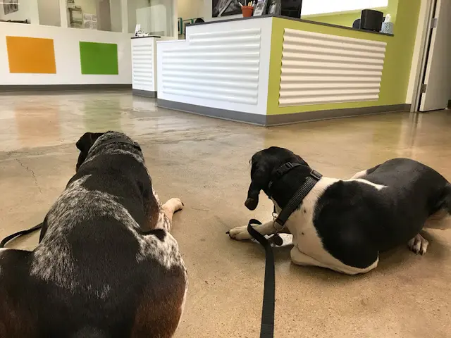 Pet vet VCA Bay Park Animal Hospital Chula Vista