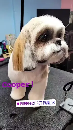Dog Grooming Purrfect Pet Parlor Long Beach