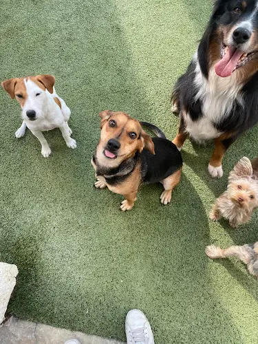 Dog trainer The Shabby Dog Palm Springs Indio