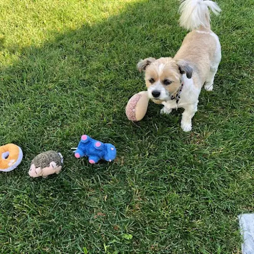 Dog walker Paws Into Grace Escondido