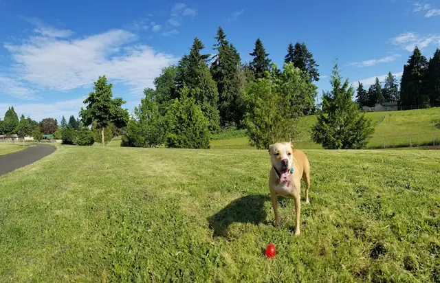 Dog Park Walnut Grove Neighborhood Park Vancouver