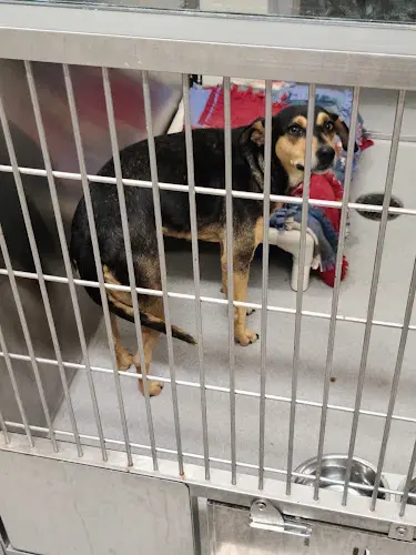 Dog breeder San Diego Humane Society's El Cajon Campus Oceanside