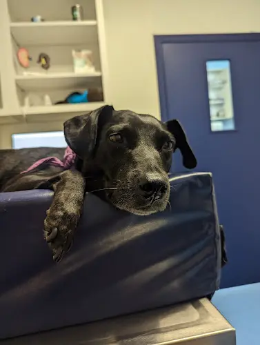 Dog day care center Family Pet Hospital Stockton