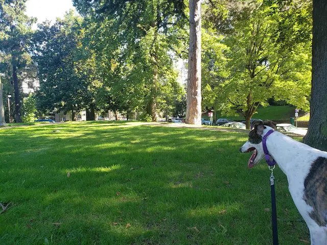 Dog Park Couch Park Gresham