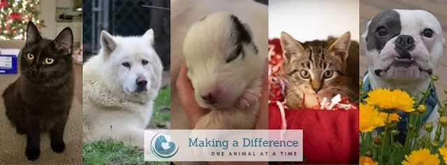 Rescue & Shelter Dogwood Animal Rescue Project Vallejo
