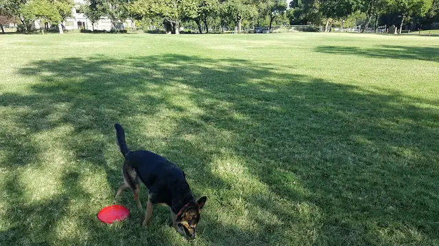 Dog Park Ray and Judy Tretheway Oak Preserve Sacramento