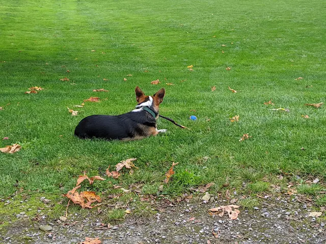 Dog Park Broadway Park East Bellingham