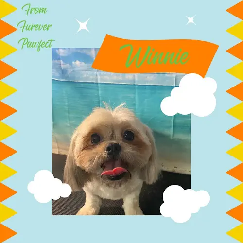 Dog Grooming Furever Pawfect Dog Grooming Vancouver