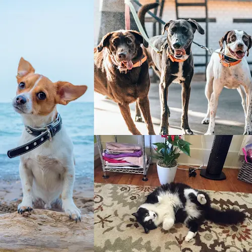 Dog day care center San Diego Pet Nannies Carlsbad