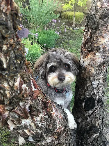 Dog walker One Lucky Dog Pet Sitting & Dog Walking Thousand Oaks