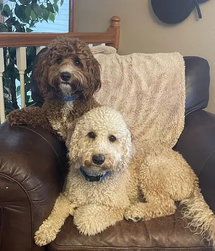 Dog trainer Whispering Winds Australian Labradoodles Bellingham