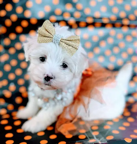 Dog breeder VIP Petcare Wellness Center Sacramento
