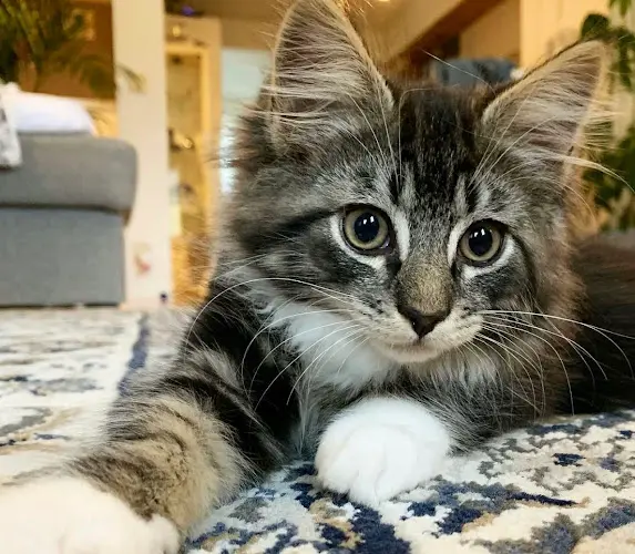 Rescue & Shelter Denins Maine Coon Fresno