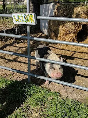 Rescue & Shelter Forget Me Not Farm Santa Rosa
