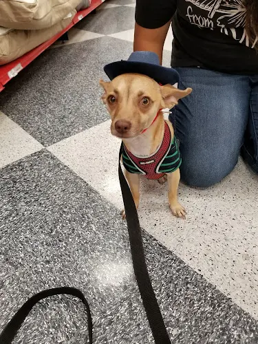 Rescue & Shelter Petco Costa Mesa