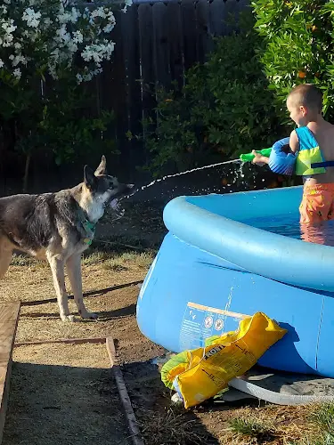 Dog trainer MarQueen Pet Emergency & Specialty Group Roseville