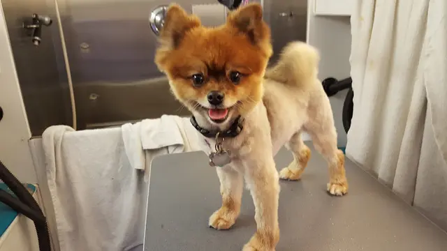 Pet boarding service Happy Tails Pet Mobile Full Antioch