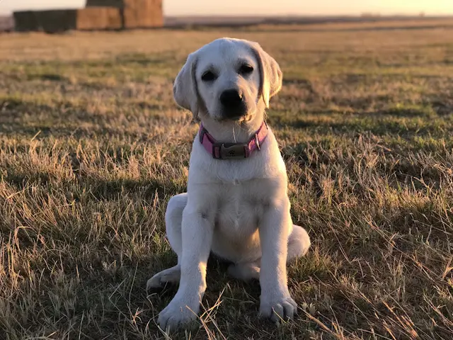 Dog breeder Tender Oak Ranch Labradors Carlsbad