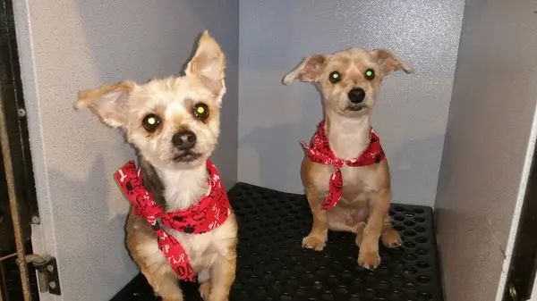 Dog Grooming Yucaipa Dog & Cat Grooming South Gate