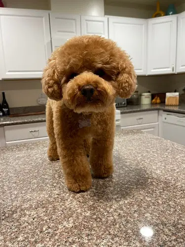 Pet boarding service Beyond Pawfection Roseville