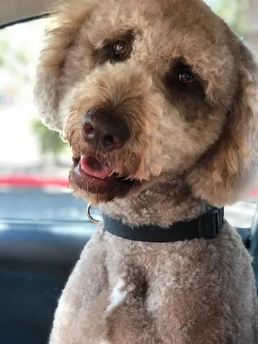 Pet boarding service Under One Woof Oakland