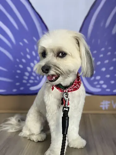 Dog Grooming WLB Grooming Burbank