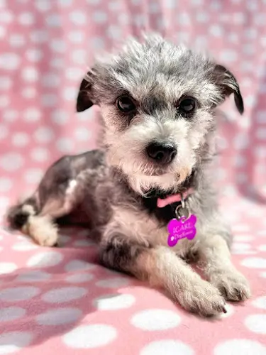 Dog breeder I.C.A.R.E. Dog Rescue Oceanside