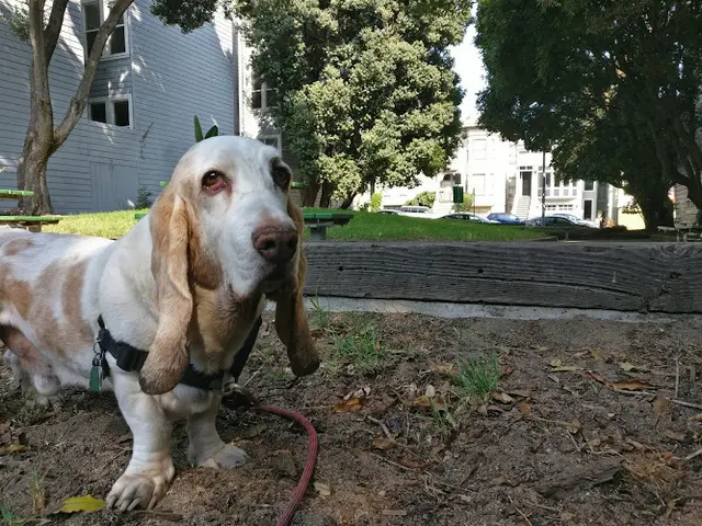 Dog Park Bush & Broderick Mini Park San Francisco