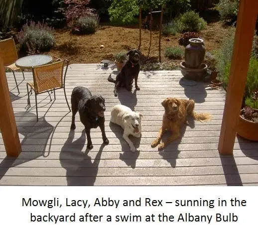 Dog day care center Well Loved Dogs - Overnight Boarding and Doggie Daycare San Francisco
