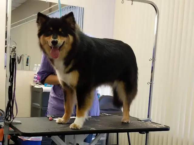 Dog Grooming Joyful Pet Grooming Beaverton
