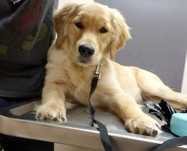 Pet vet Airport West Animal Clinic Yakima