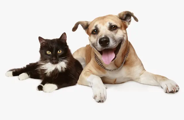 Pet vet VCA Animal Medical & Dental Group Carson
