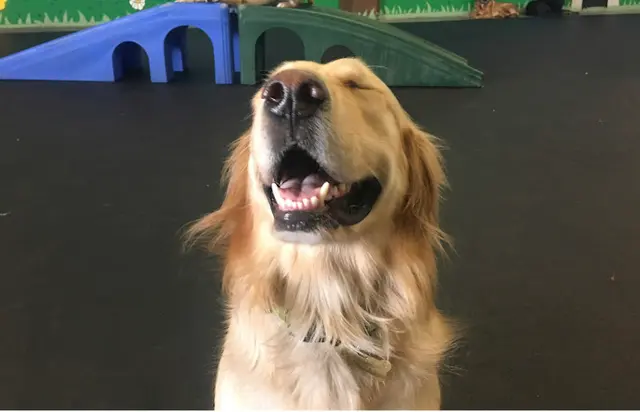 Dog day care center Uptown Pup Los Angeles