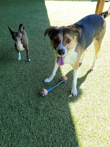 Pet boarding service Big Valley Pet Resort Renton