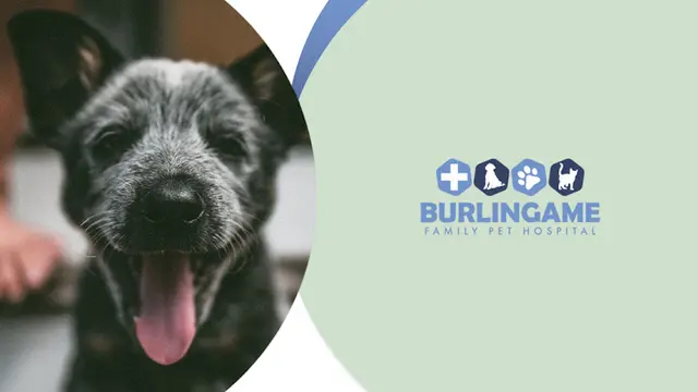 Pet vet Burlingame Family Pet Hospital San Mateo