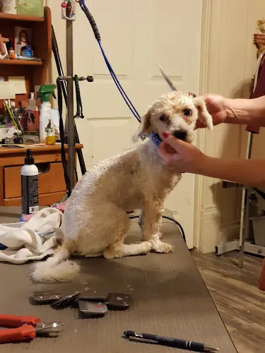 Dog Grooming Cathy's Paws & Claws Pet Grooming Clovis