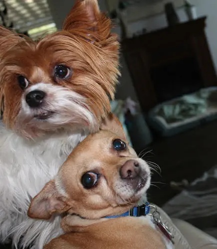 Dog breeder Riverside Pup Paradise - In-home boarding for small dogs Fresno