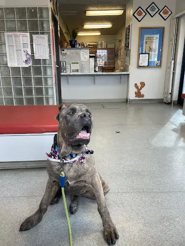 Dog day care center Palmdale Veterinary Hospital Palmdale