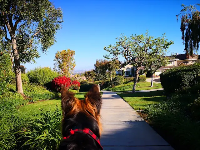 Dog Park Turtle Rock Trail Irvine
