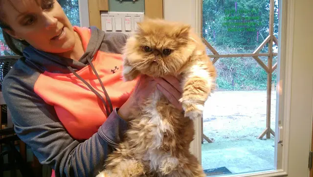 Pet boarding service Cozy Cat Everett