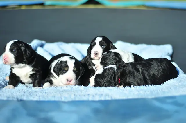 Dog breeder Cloud Nine Doodles Bellingham