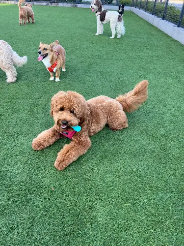 Dog day care center Tefani & So Dogcare San Francisco